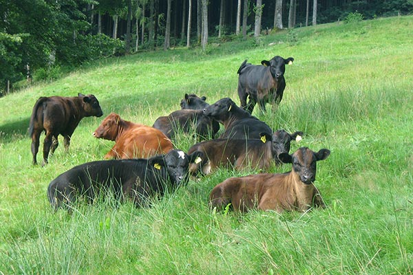 Unsere Kühe auf der Weide