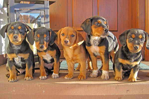Niedliche Hundewelpen