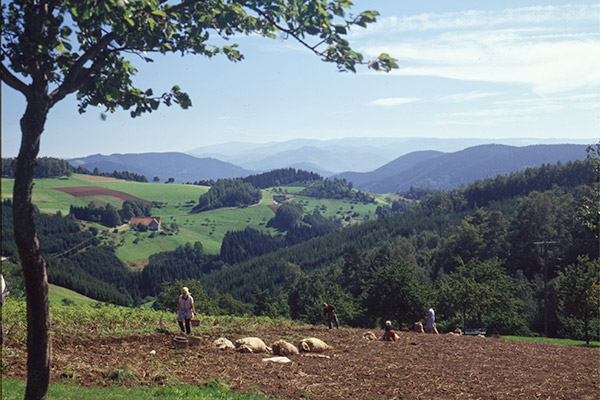 Kartoffelernte