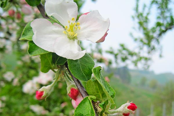 Frühling auf dem Hanselehof