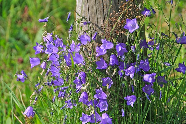 Frühling auf dem Hanselehof