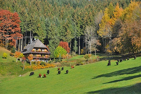 Herbst auf dem Hanselehof