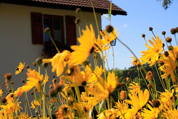 Sommer auf dem Hanselehof