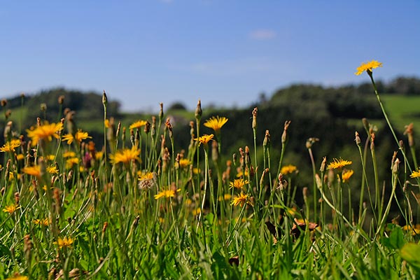 Sommer auf dem Hanselehof