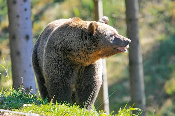 Alternativer Wolf- & Bärenpark Bad Rippoldsau-Schapbach