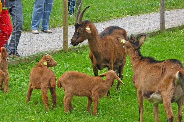 Unsere Ziegen