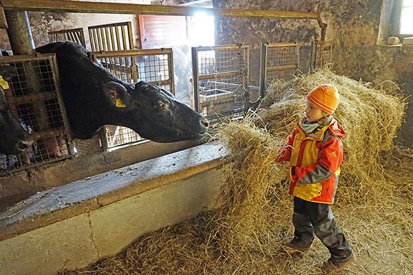 Im Winter freuen sich die Kühe über Heu vom Sommer