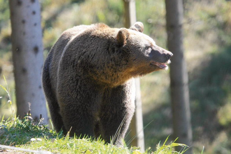 Wolf- und Bärenpark - Schapbach