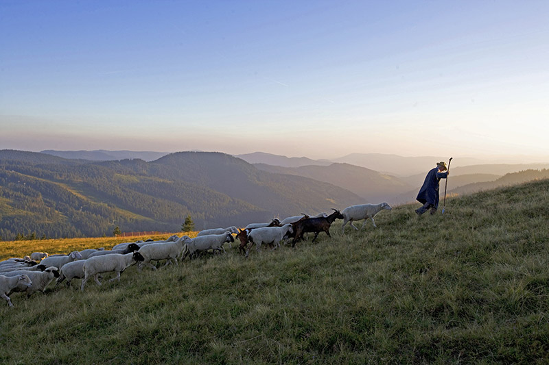 Feldberg höchster Berg des Schwarzwald