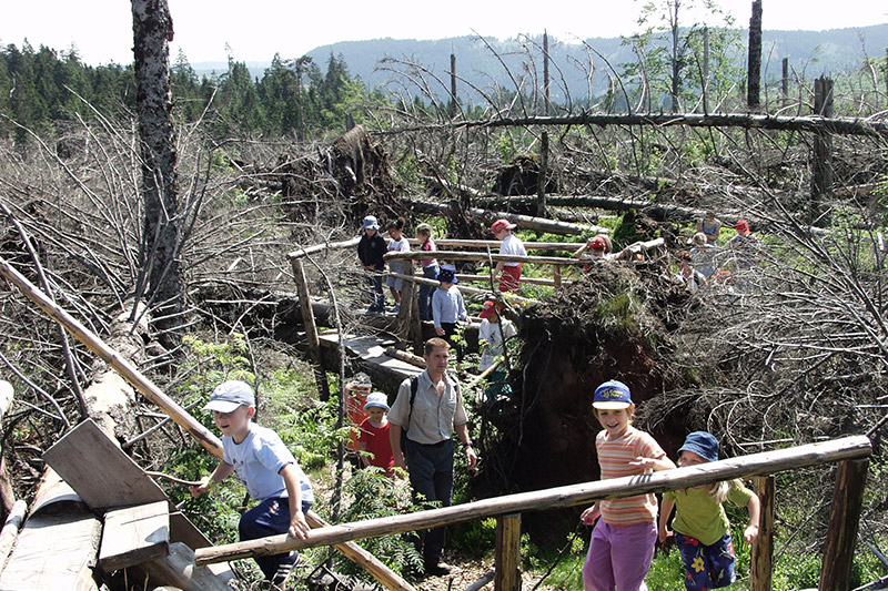 Walderlebnis-Pfad an der Schwarzwald-Hochstraße