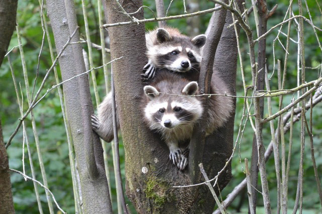 Schwarzwald-Zoo Waldkirch